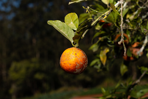 Photograph of brazilian clove lemon on a branch with underexposed background.