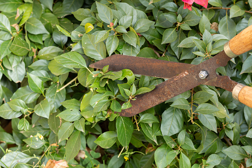 Photograph of rusty garden shears pruning the leaves of a plant.