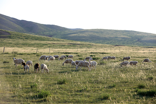 A flock of sheep in a green grazing field in Jaworki, Pieniny mountains, Poland. No people, sunny summer day.