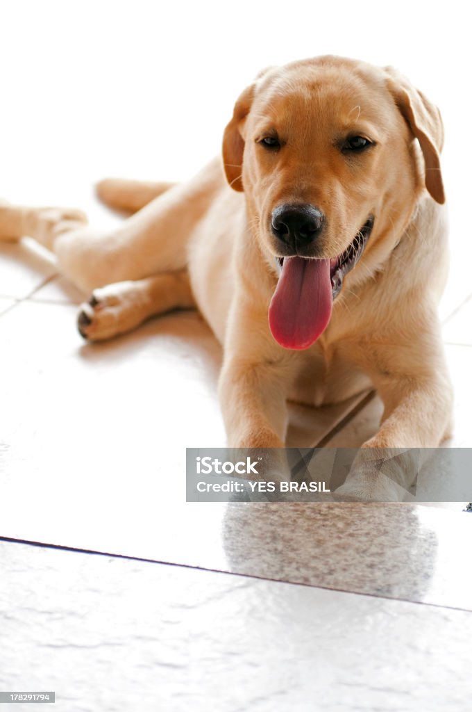 Retriever du Labrador (8 mois) - Photo de Animaux de compagnie libre de droits