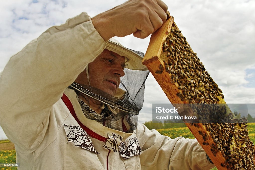Trabalhando apiarist. - Foto de stock de Abelha royalty-free