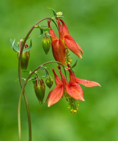 A pair of Columbine flowers bloom in springtime.