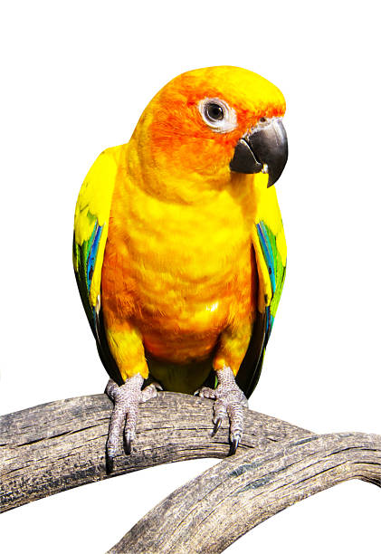istock Beautiful colorful parrot, Sun Conure (Aratinga solstitialis), g 178292239