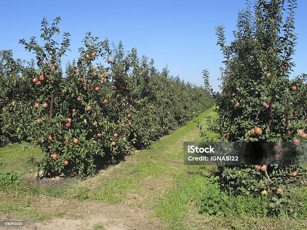 apple farm - Lizenzfrei Apfelbaum Stock-Foto