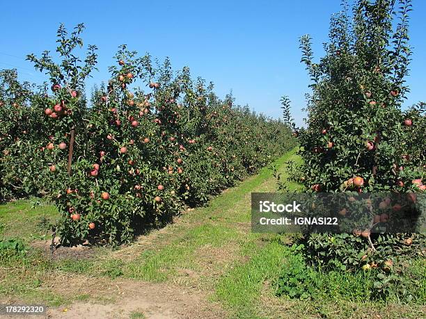アップル園 - リンゴの木のストックフォトや画像を多数ご用意 - リンゴの木, ジローナ県, テクノロジー