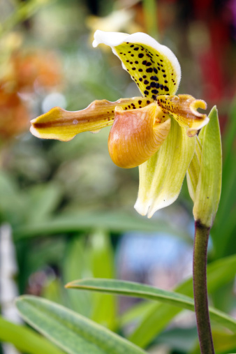 lady's slipper orchid (Paphiopedilum Callosum)