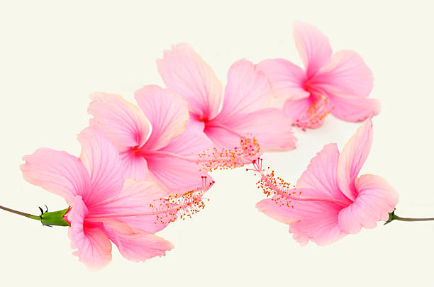 istock Compilation of Pink Hibiscus flower with great details on white 178293402