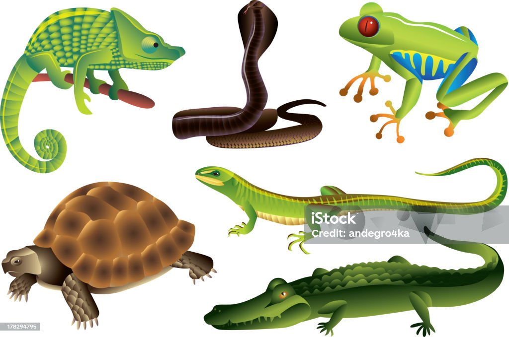 reptiles and amphibians set reptiles and amphibians photo realistic vector set Reptile stock vector