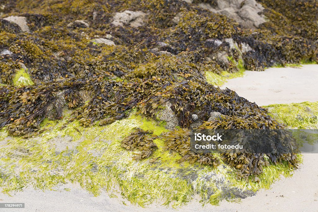 Atlantic de algas - Foto de stock de Alga royalty-free