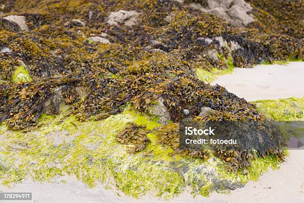 Foto de Atlantic De Algas e mais fotos de stock de Alga - Alga, Amarelo, Areia