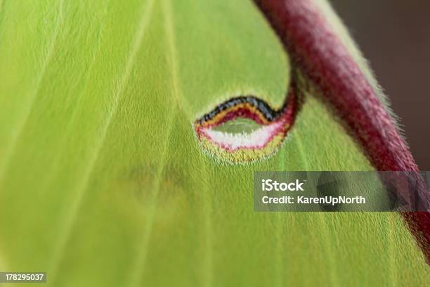 Mariposa Lua Asa Detalhe - Fotografias de stock e mais imagens de Asa de animal - Asa de animal, Camuflagem - Conceito, Fotografia - Imagem