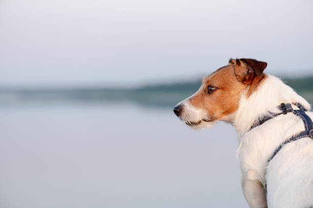 beau fond pastel avec chien marchant à la plage au coucher du soleil regardant l’eau et le ciel - pets water lake sky photos et images de collection