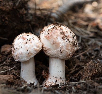 Two fresh mushrooms breaking ground in the Arizona forest