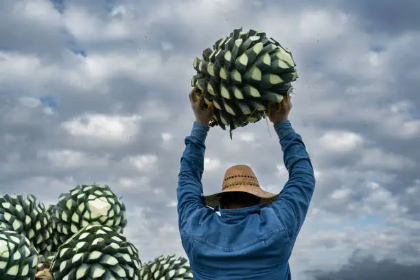 Photo of Carrying an agave pineapple.