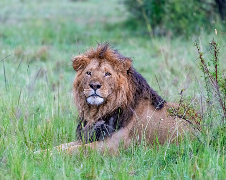 Male African Lion, Masai Mara, Kenya