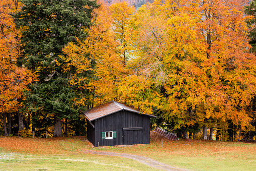 house barn in autumn in the mountains against a background of autumn leaves, countryside farm