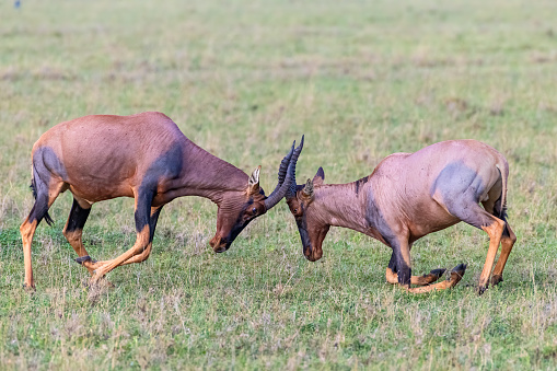 Topi males battling during the breeding season, Masai Mara, Kenya