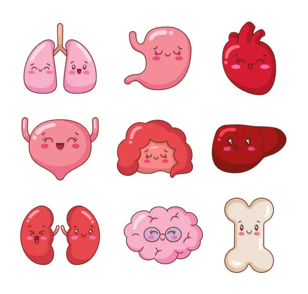 Vector illustration of Cute cartoon smiling human organ characters. Kawaii lung, stomach, heart, bladder, intestine, liver, kidney, brain, bone, with faces. Hand drawn style. Vector drawing. Collection of design elements.
