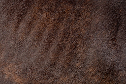 Extreme close-up of a dark brown horse s hair. Background. Pattern.
