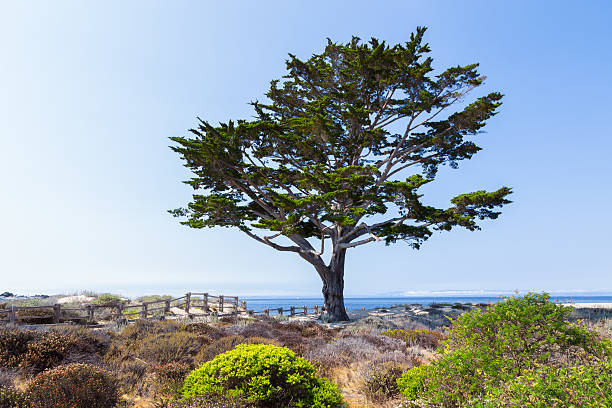 A Single Cyprus Tree Along the Path to Monterey Bay, California