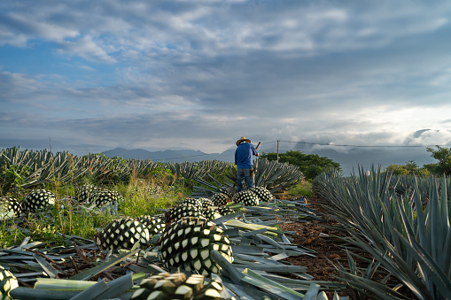 Picking the agave at dawn.