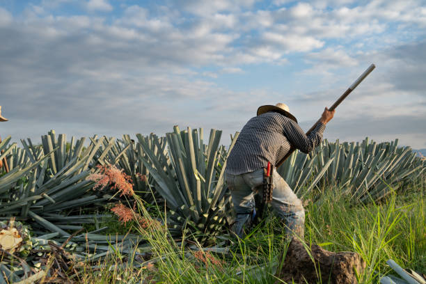 An agave plant is trimmed to expose the heart in the first steps of making tequila.