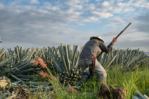 The man is picking the agave in the morning.
