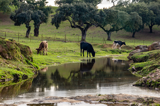 Serene Landscape: Cows Grazing in the Lush Extremaduran Pasture next to a Peaceful Stream.