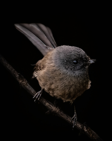 Black background black morph fantail piwakawaka bird close up