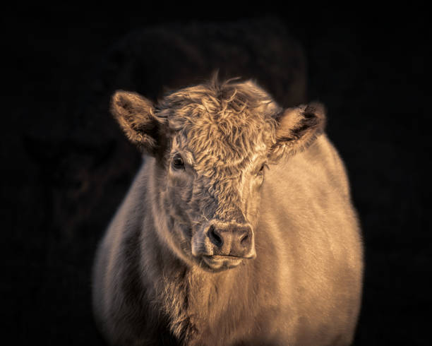 istock Black background cow at sunset close up shot 1782973170