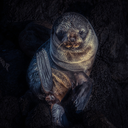 Black background fur seal pup close up shot