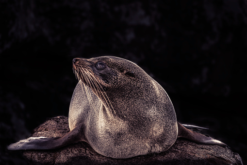 Black background fur seal pup close up shot
