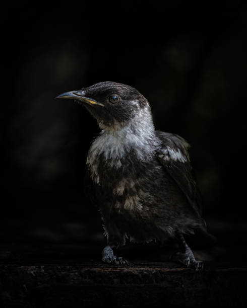 istock Black background juvenile Tui close up shot 1782974776