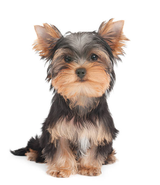 istock Pyppy of the Yorkshire Terrier 178298020