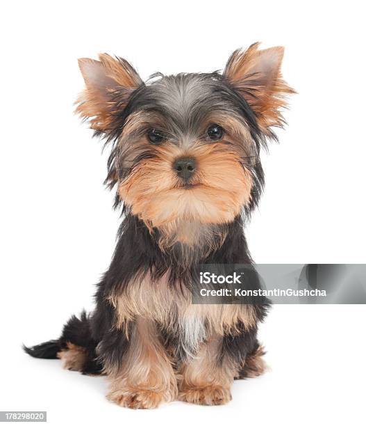 Pyppy De Yorkshire Terrier - Fotografias de stock e mais imagens de Yorkshire Terrier - Yorkshire Terrier, Fundo Branco, Animal