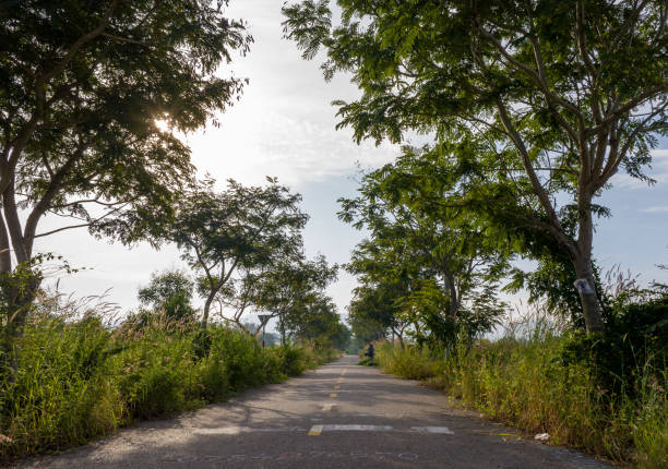 istock Asphalt road in the suburbs with two rows of trees 1782980589