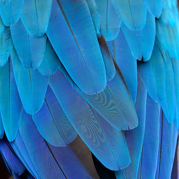 istock Blue macaw feather or plumage with very details 178298115