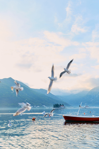 Flock of seagulls flies low over the sea against the background of mountains. High quality photo