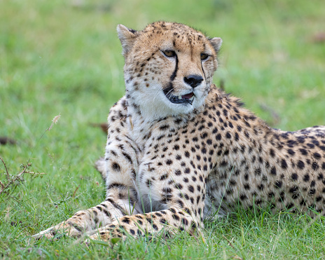 Cheetah laying down in the grass, Masai Mara, Kenya