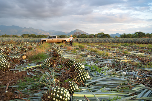 Tequila Jalisco Mexico - August 15, 2020: The farmer is walking to his car after cutting the agave leaves in Tequila Jalisco.