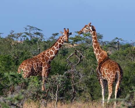 closeup of a giraffe with oxpeckers on her head - Kruger Park, South Africa