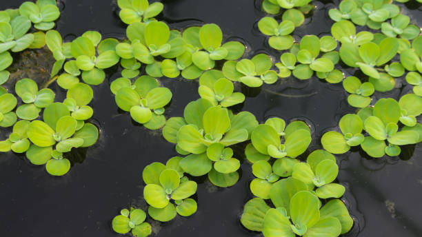 водяной салат или pistia stratiotes - это один из видов растений, которые плавают в воде - water lettuce plant water plant water стоковые фото и изображения