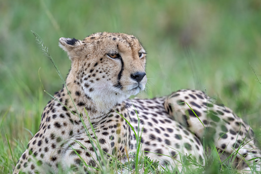 Cheetah  (Acinonyx jubatus) mother and nursing cubs. Ndutu region of Ngorongoro Conservation Area, Tanzania, Africa