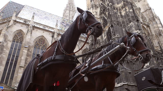 Traditional horse carriage in Vienna, Austria