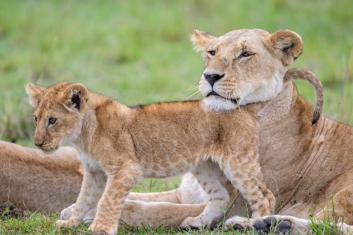 Mother lion shoving her cub.