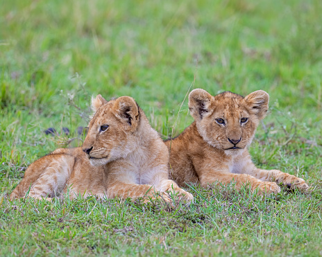 African Lion cub, Masai Mara, Kenya