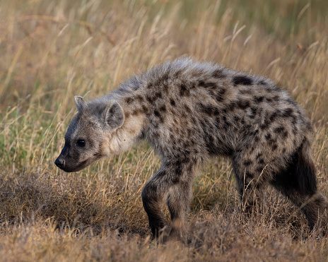 Spotted Hyena, Masai Mara, Kenya