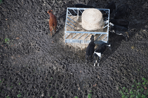 Aerial view of cows gathered at rural feeding station, showcasing animal husbandry practices.