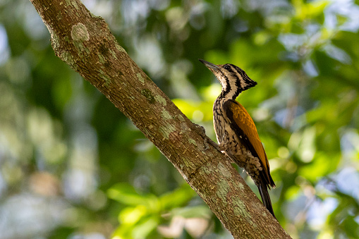 The beauty of the Order Piciformes in the nature of Thailand.