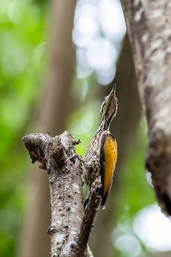 The beauty of the Order Piciformes in the nature of Thailand.